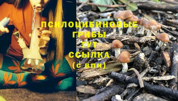 PSILOCYBIN Балахна